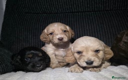 Cocker Spaniel dogs for sale: Beautiful cocker spaniels  - Image 8