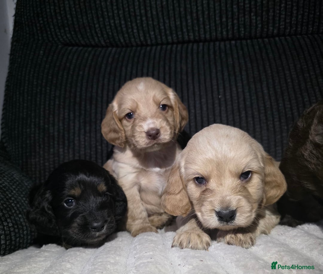 Cocker Spaniel dogs for sale: Beautiful cocker spaniels  - Image 8