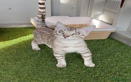 Bengal cats for sale: Sensational Seal Silver Mink Active Bengal Stud - Image 6