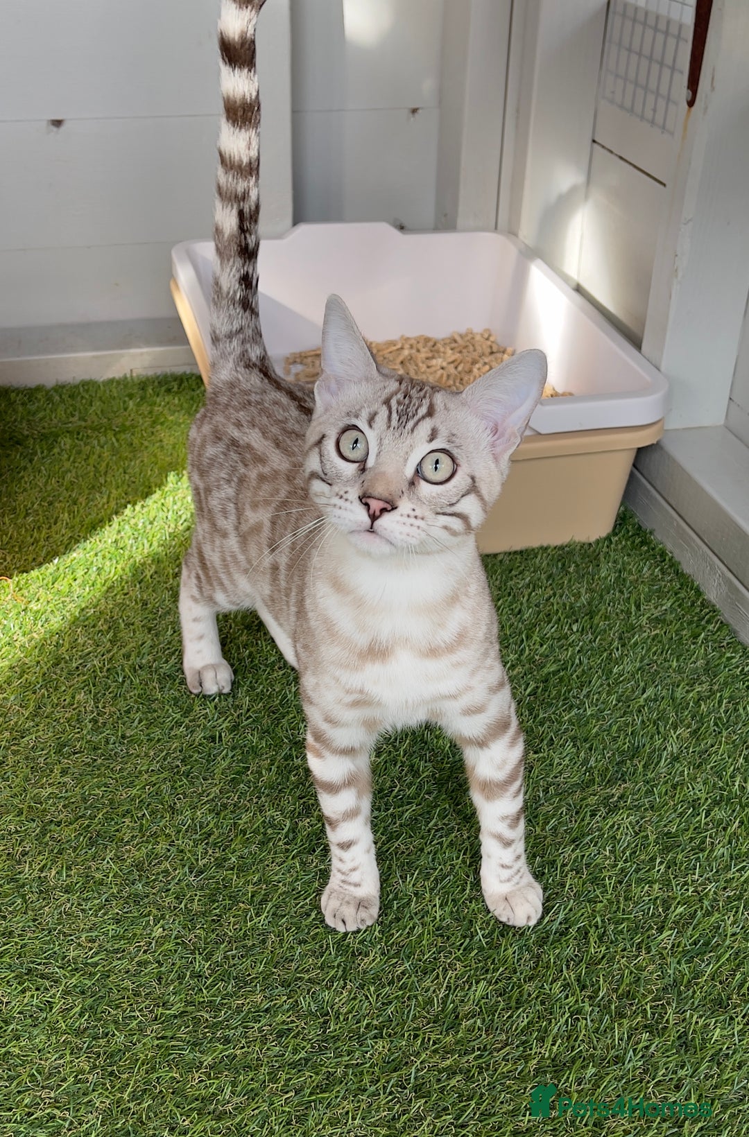 Bengal cats for sale: Sensational Seal Silver Mink Active Bengal Stud - Image 6