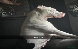Mixed Breed dogs for sale: American Bull Staffy Puppies - Image 9