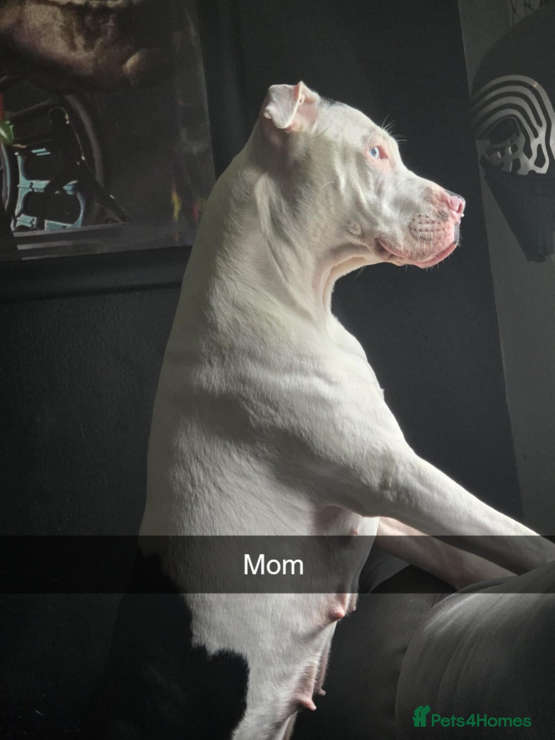 Mixed Breed dogs for sale: American Bull Staffy Puppies - Image 9