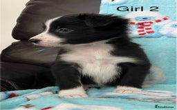 Border Collie dogs for sale: PEDIGREE ISDS & KC BORDER COLLIE PUPS - Image 8
