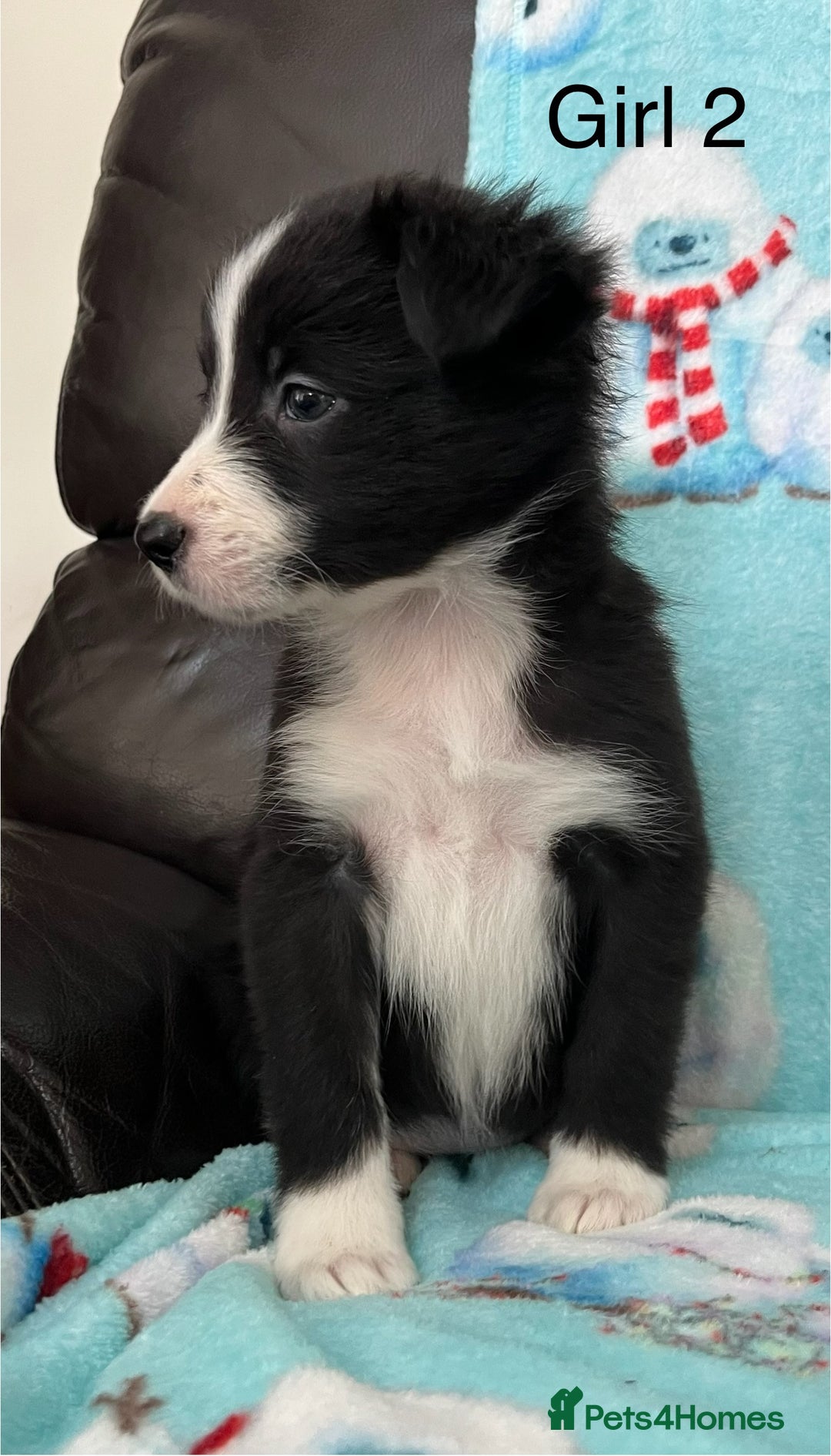 Border Collie dogs for sale: PEDIGREE ISDS & KC BORDER COLLIE PUPS - Image 8