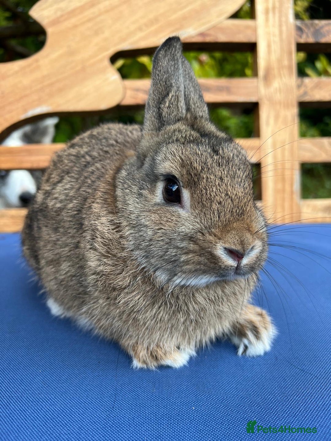 Netherland Dwarf rabbits for sale: Stunning Agouti Netherland Dwarf Bucks - Image 5