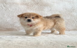 Siberian Husky dogs for sale: Stunning exotic colour chowsky puppies for sale - Image 27
