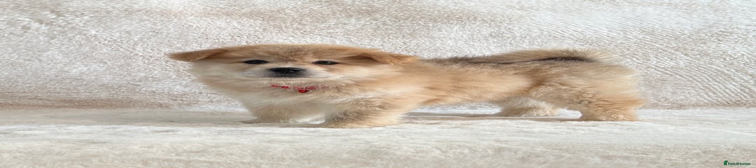 Female Puppy 6