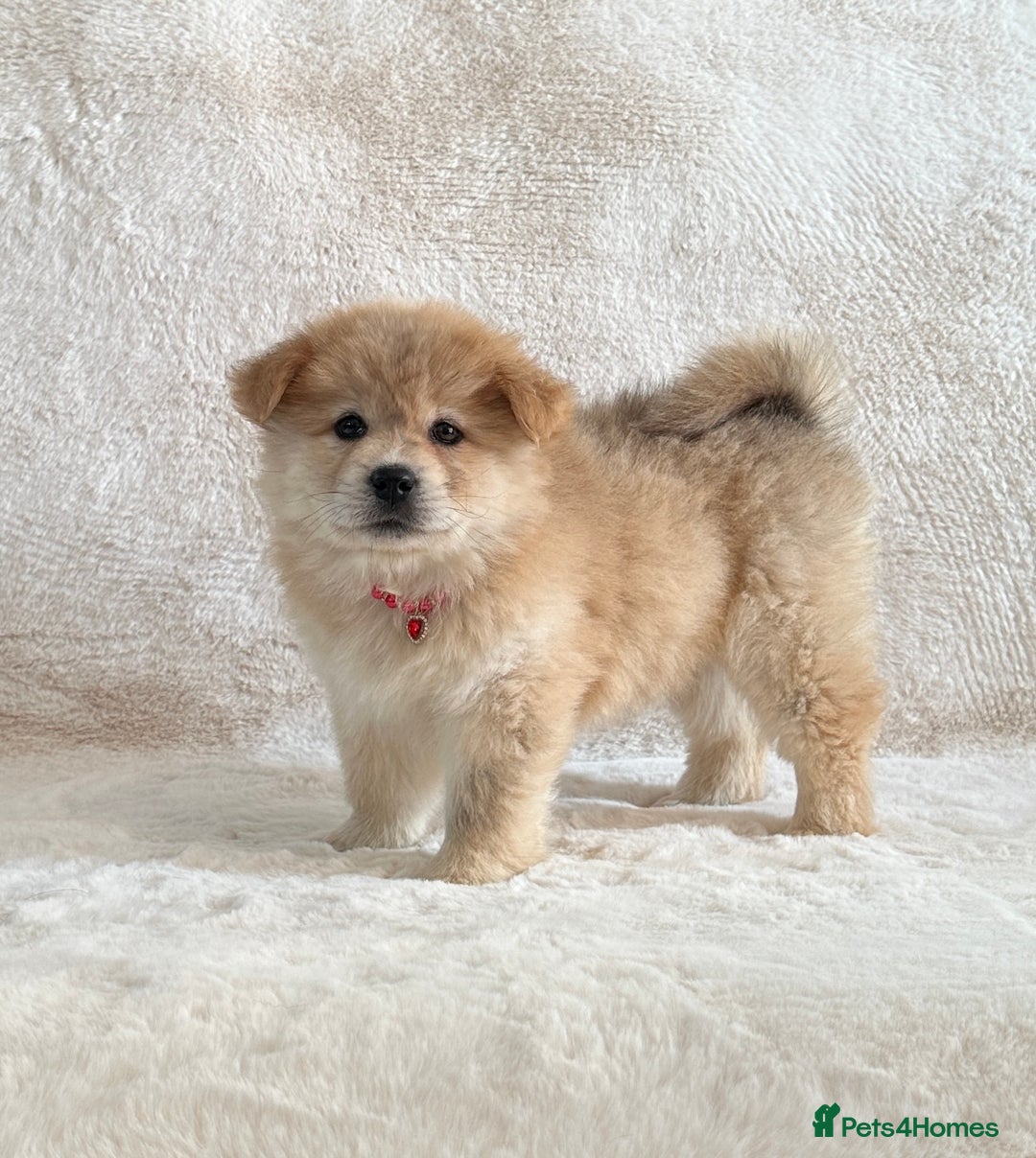 Siberian Husky dogs for sale: Stunning exotic colour chowsky puppies for sale - Image 27