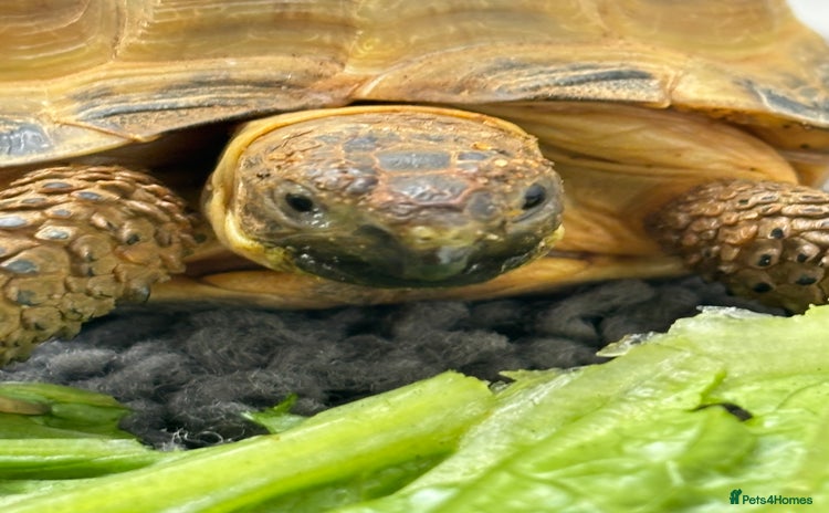 Hermann Tortoise reptiles - Advert 1