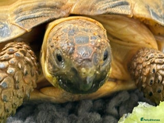 Hermann Tortoise reptiles - Advert 4