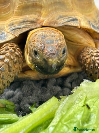 Hermann Tortoise reptiles - Advert 1