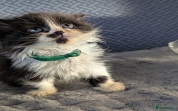 Persian cats for sale: Persian cross - Image 5