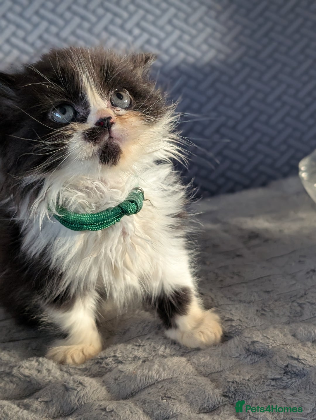Persian cats for sale: Persian cross - Image 5