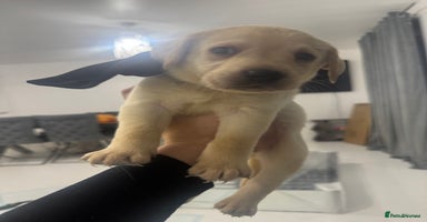 Labrador Retriever dogs - Advert 10