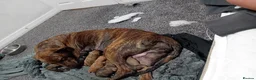 Mixed Breed dogs for sale: Puppies in South Shields - Advert 6