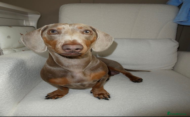 Miniature Dachshund dogs - Advert 6
