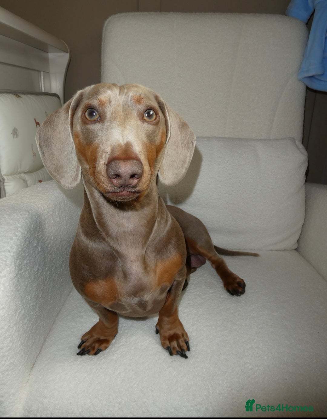 Miniature Dachshund dogs for sale: Isabella tan miniature dachshund  - Image 1
