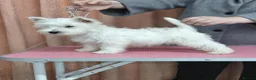 West Highland Terrier dogs for sale: quality female Westie WHWT puppy  - Advert 7