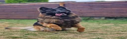 German Shepherd dogs for sale: Beautiful German Shepherd Puppies  - Advert 13