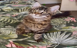 Maine Coon cats for sale: Pick Me! GCCF Registered Maine Coon Girl Ready Now - Image 4