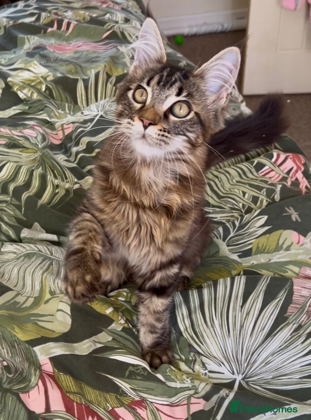 Maine Coon cats for sale: Pick Me! GCCF Registered Maine Coon Girl Ready Now - Image 4