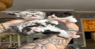 British Shorthair cats - Advert 1