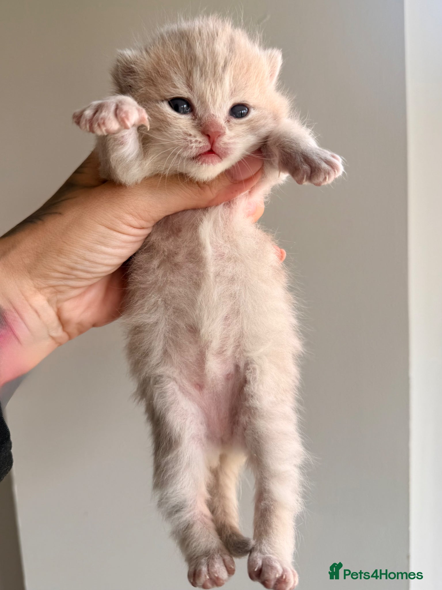 British Shorthair cats for sale: Golden girls TICA reg and health tested  - Advert 6