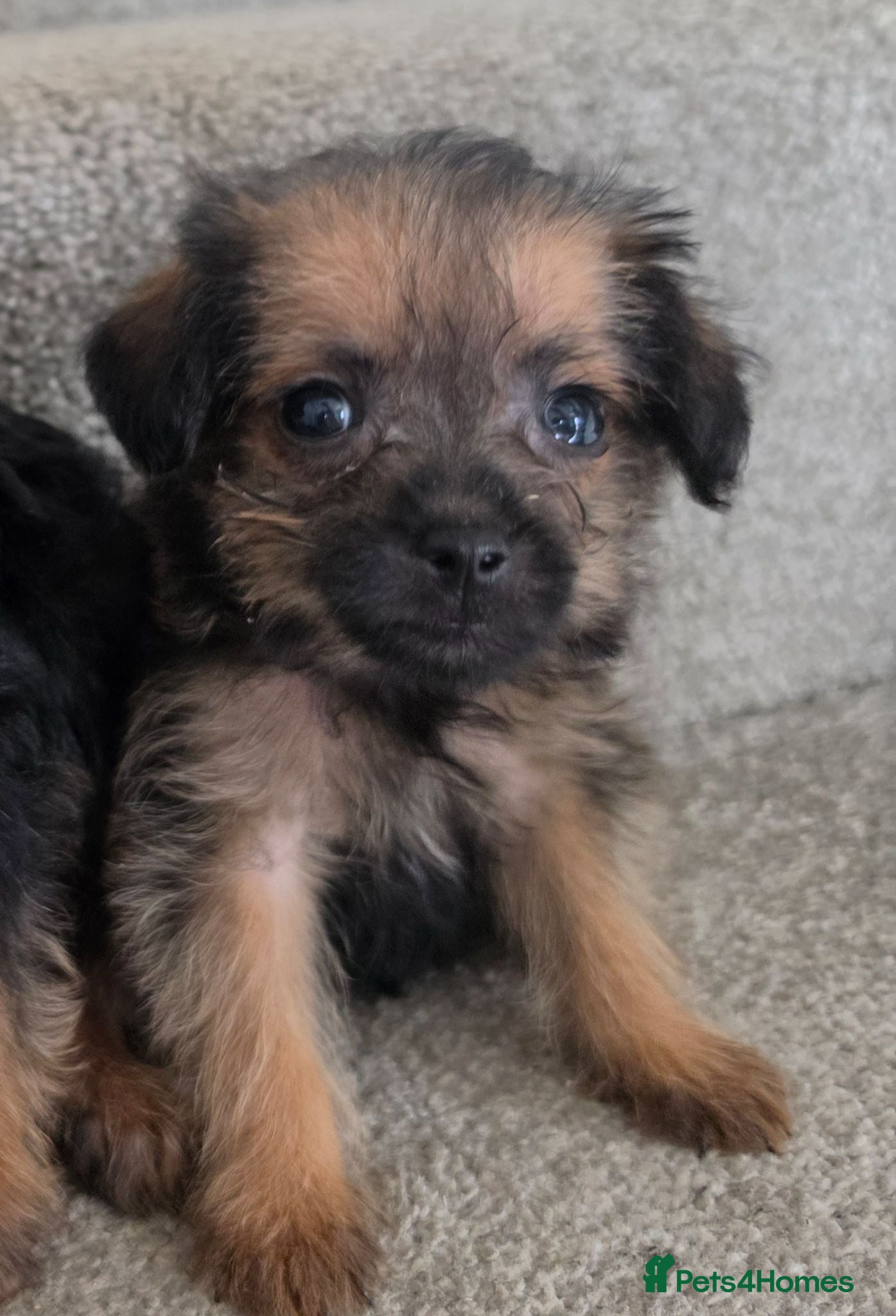 Mixed Breed dogs 1BOY READY NOW VET CHECKED - Advert 14