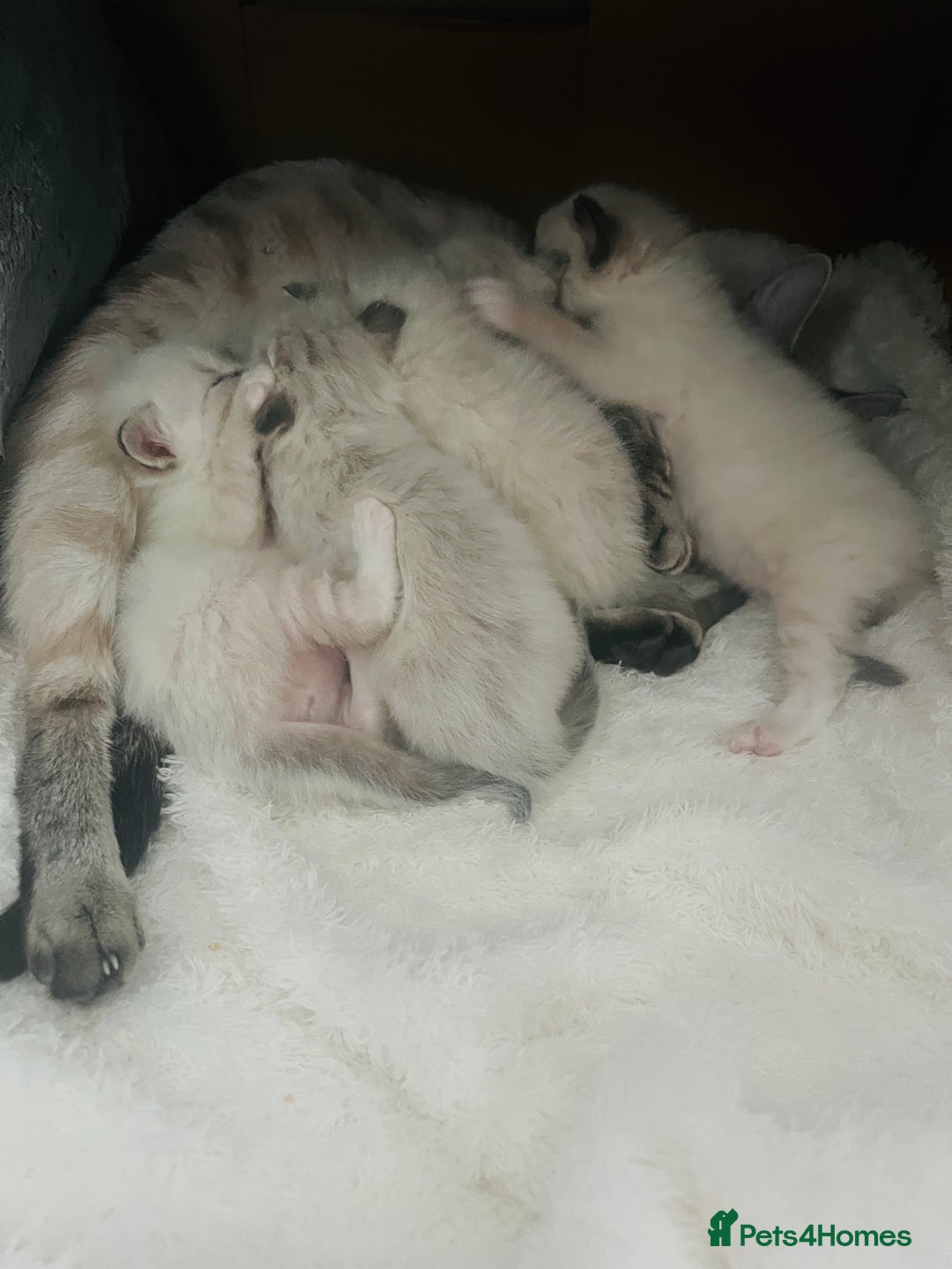 Ragdoll cats for sale: Ragdoll-mix Kittens – Ready 7th March (1 Reserved) - Advert 10