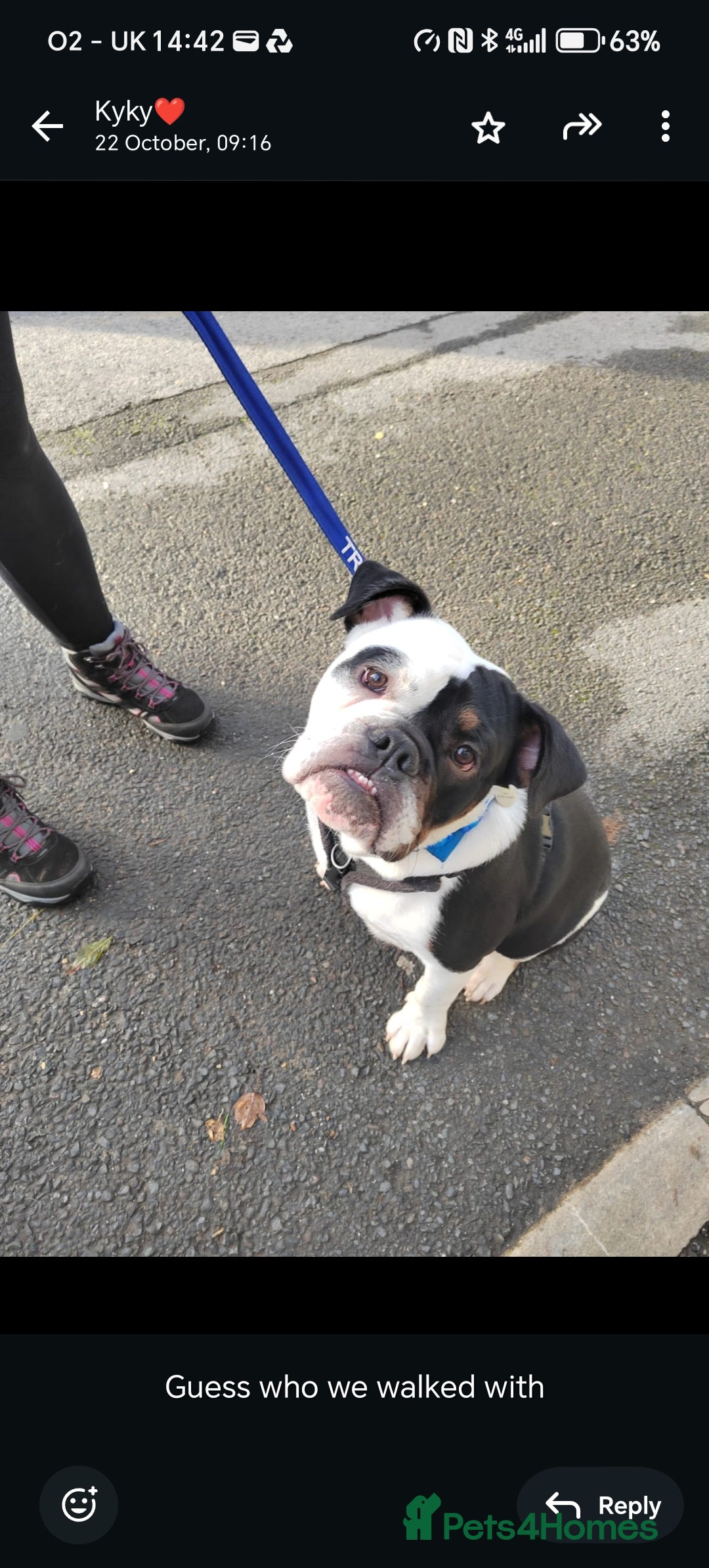 English Bulldog dogs for sale: Frank - Advert 11