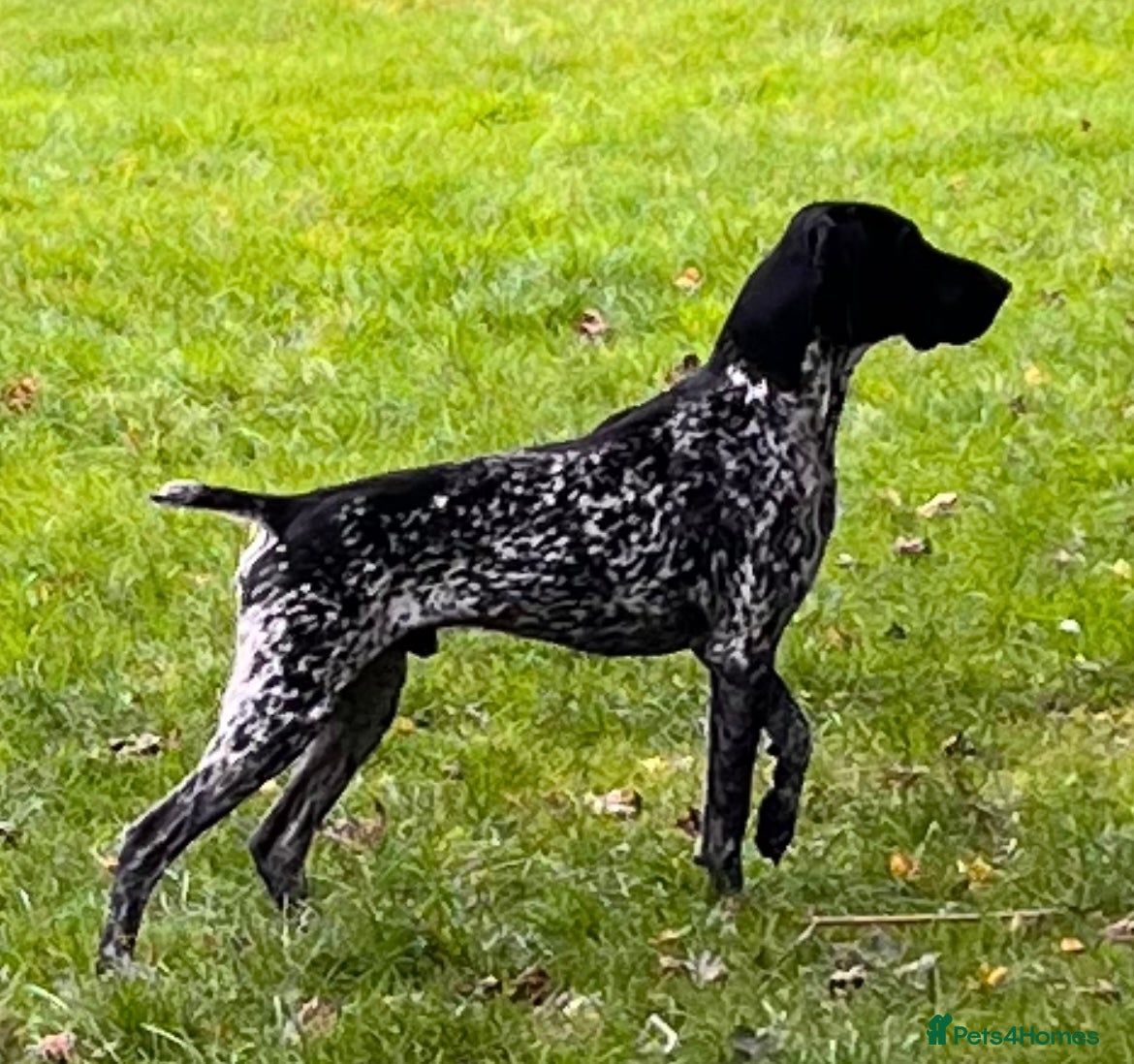 German Shorthaired Pointer dogs Proven - B + W KC German Shorthaired Pointer stud  - Advert 10
