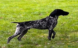German Shorthaired Pointer dogs for stud: Proven - B + W KC German Shorthaired Pointer stud  - Image 1