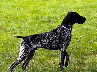 German Shorthaired Pointer dogs - Advert 4