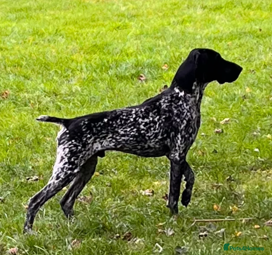 German Shorthaired Pointer dogs for stud: Proven - B + W KC German Shorthaired Pointer stud  - Advert 1
