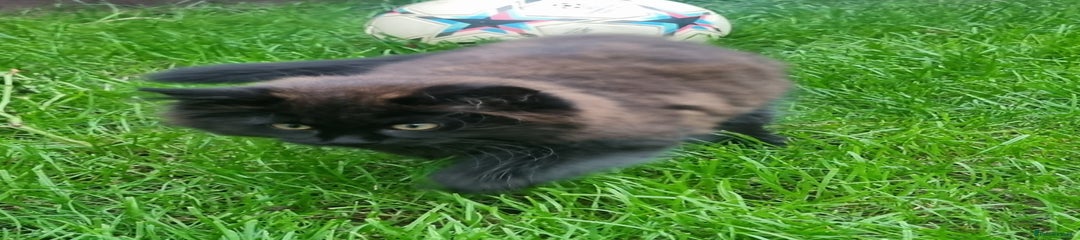 Mixed Breed Kitten 1