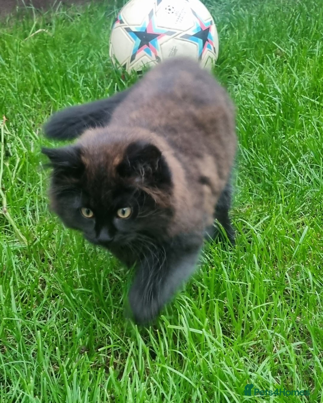 Mixed Breed cats for sale: Cute kittens - Image 37