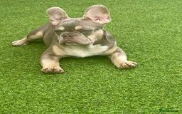 French Bulldog dogs for stud: Now FBCE GOLD! x OFFER- Fertility package inc in Matlock - Image 18