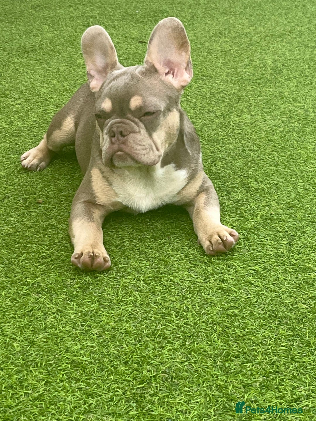 French Bulldog dogs for stud: Now FBCE GOLD! x OFFER- Fertility package inc in Matlock - Image 18