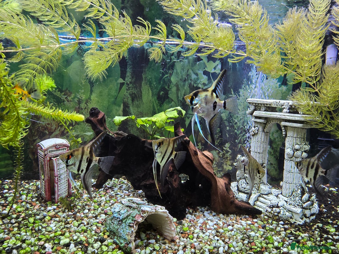 Angelfish fish for sale: All fish 100£ - Image 7