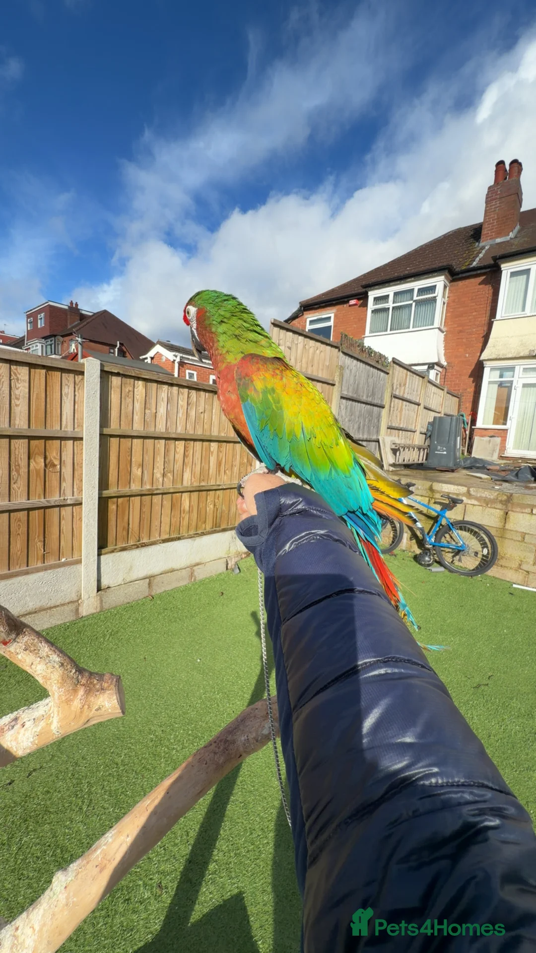 Macaws birds for sale: Shamrock Macaw – Rare, Striking & Elite Companion - Advert 3