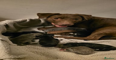 Mixed Breed dogs - Advert 8