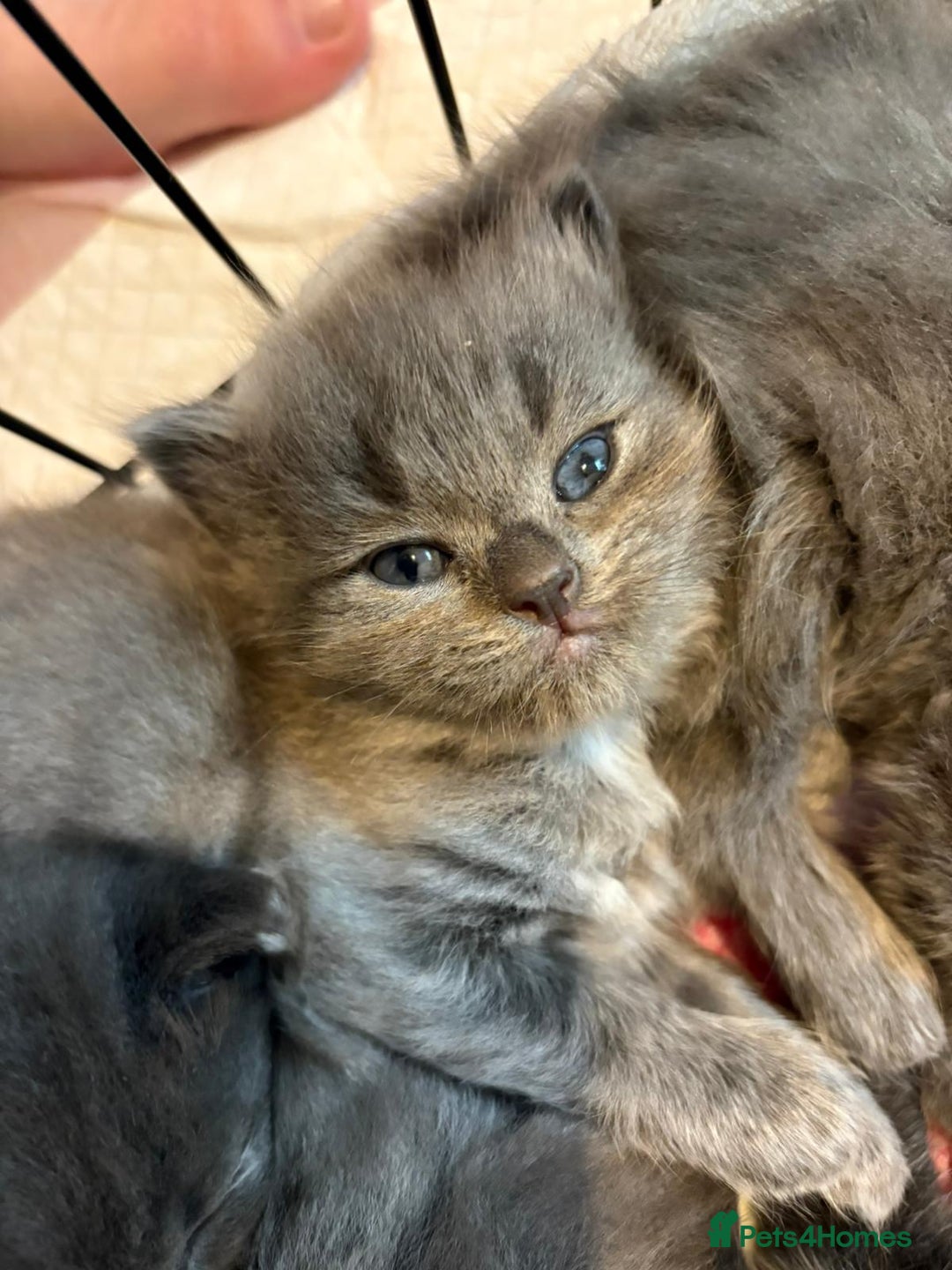 British Shorthair cats for sale: British Shorthair and Ragdoll mix - Image 6