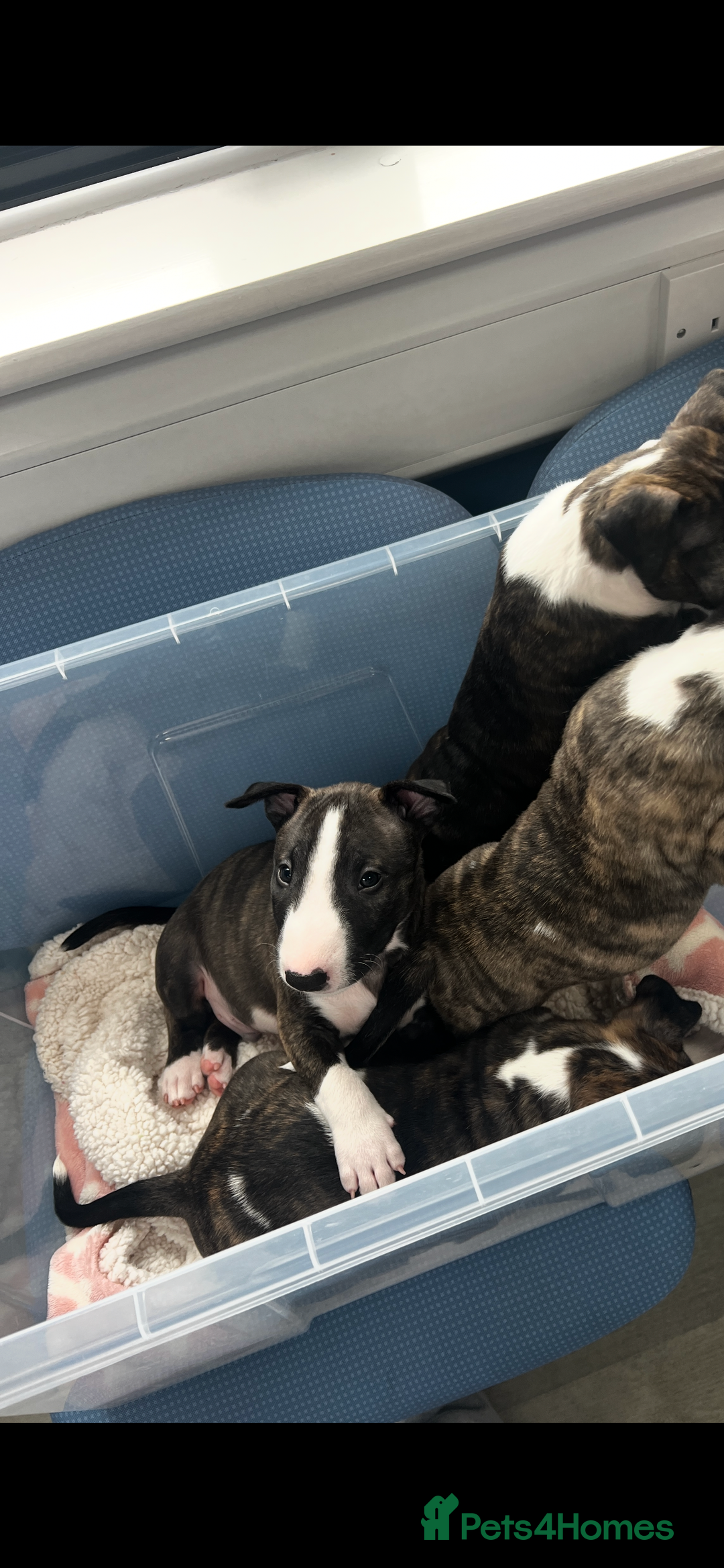English Bull Terrier dogs for sale: Janineabullz bull terriers beautiful litter  - Image 32
