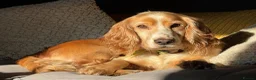 Cocker Spaniel dogs for sale: Cocker Spaniel puppies for sale - Advert 4