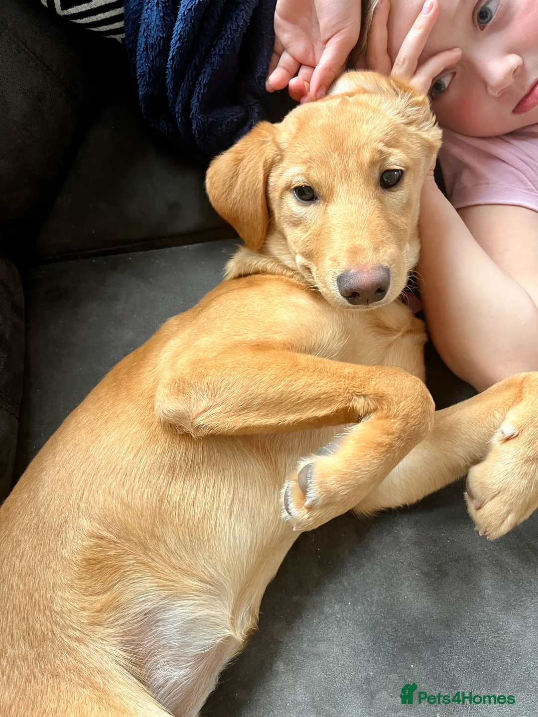 Borador dogs for sale: Gorgeous Pup 💖 - Advert 2