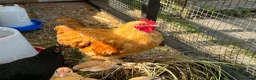 Chickens poultry for sale: Bantam Hatching Eggs in Birmingham - Advert 2
