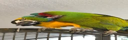 Macaws birds for sale: Bonded Breeding Pair Military, Blue & Gold Macaw - Advert 5