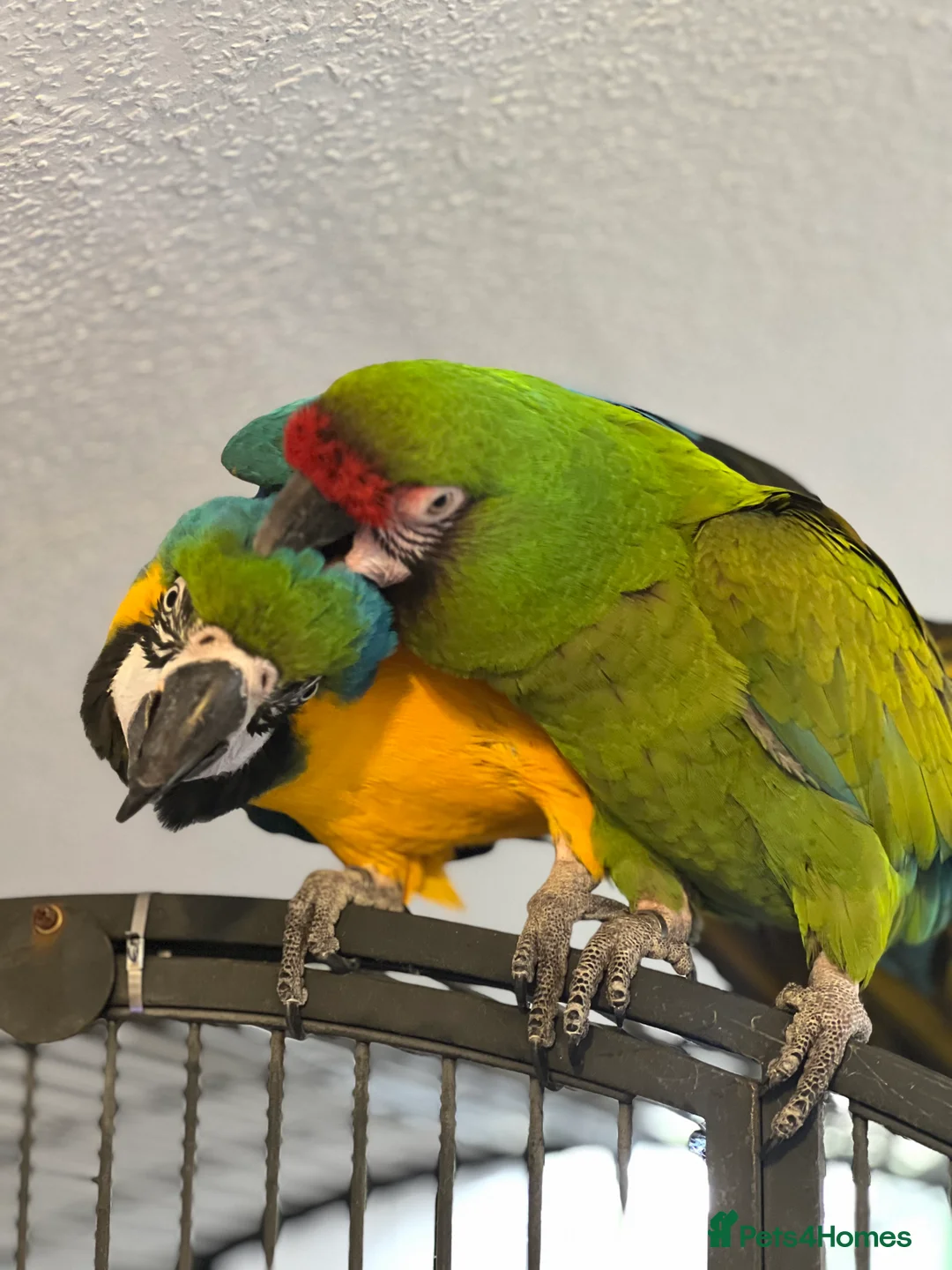 Macaws birds for sale: Bonded Breeding Pair Military, Blue & Gold Macaw - Advert 5