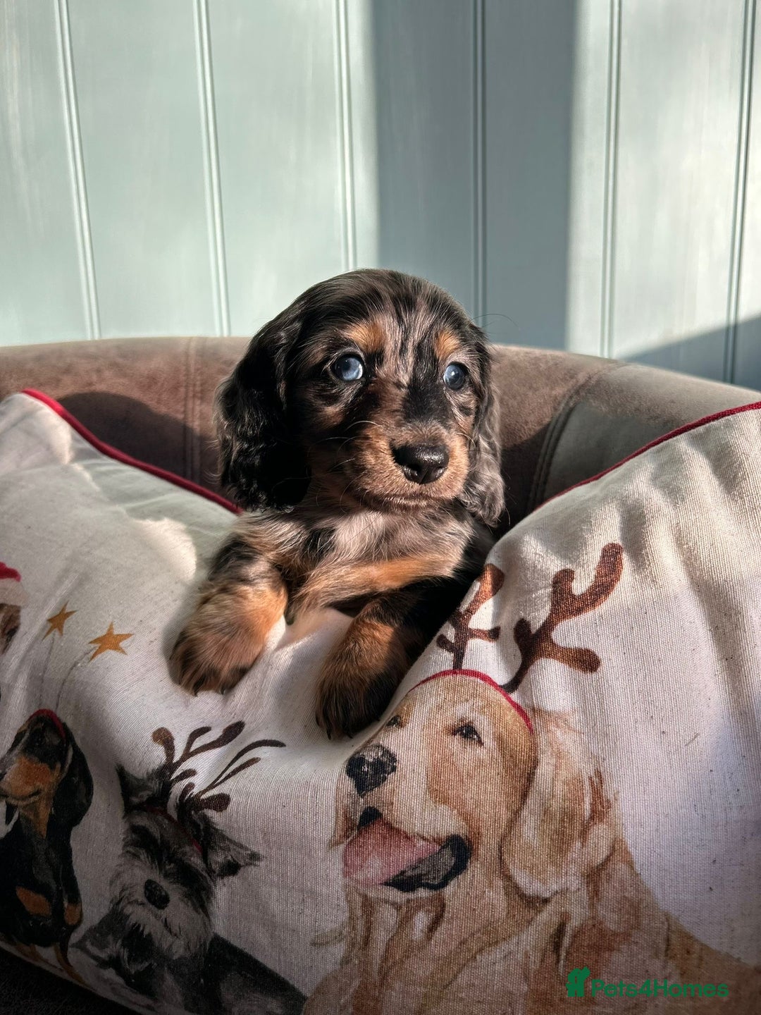 Miniature Dachshund dogs for sale: Miniature longhaired dachshunds  - Advert 1