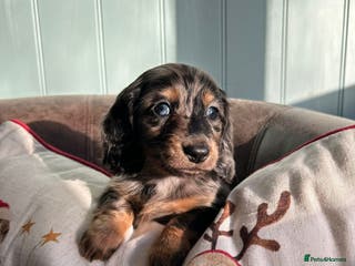 Miniature Dachshund dogs Miniature longhaired dachshunds - Advert 9